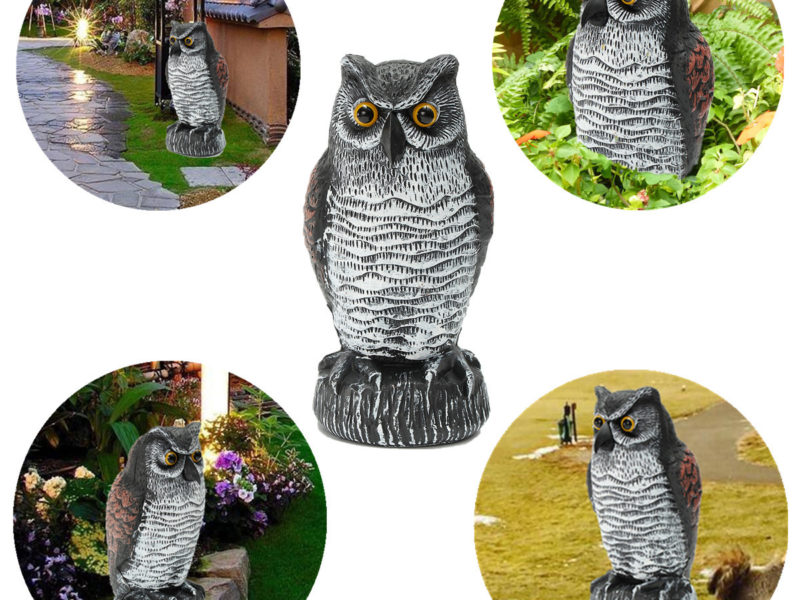 Faux debout hibou chasse aux oiseaux …